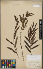 Foto von Salix purpurea L. x Salix viminalis L.